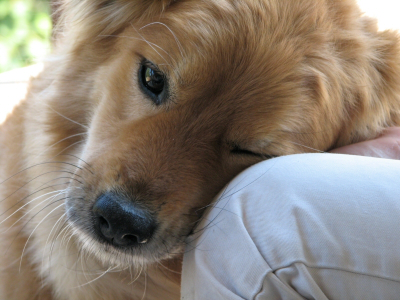 dog 2